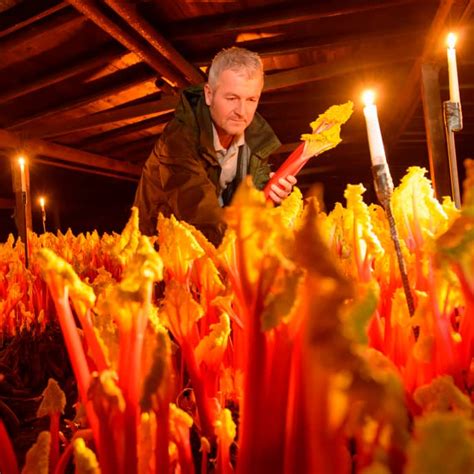 growing rhubarb in the dark.